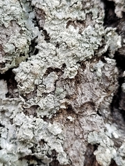 Punctelia perreticulata