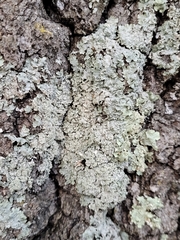 Punctelia perreticulata