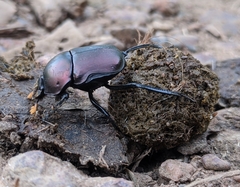 Paragymnopleurus sinuatus