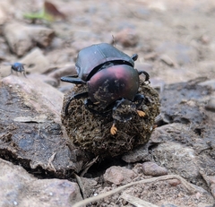 Paragymnopleurus sinuatus