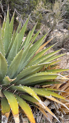 Agave utahensis