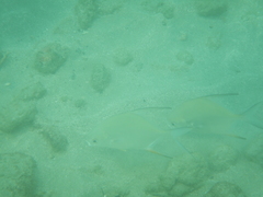Trachinotus goodei