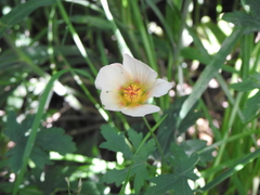 Modiolastrum lateritum