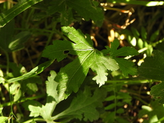 Modiolastrum lateritum