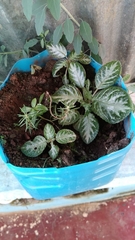 Episcia cupreata
