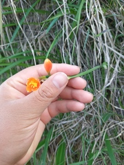 Stenomesson aurantiacum