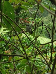 Microchera albocoronata