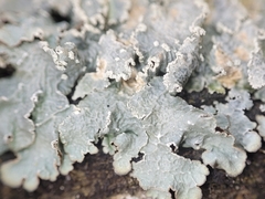 Punctelia perreticulata