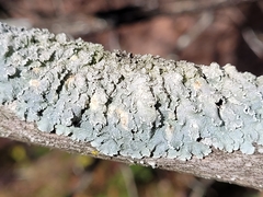 Punctelia perreticulata