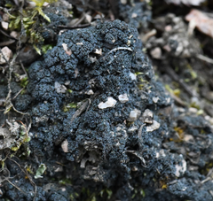 Protopannaria pezizoides