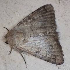 Pandesma robusta