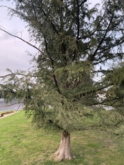 Taxodium mucronatum