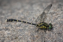 Hemigomphus