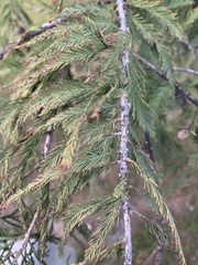 Taxodium mucronatum