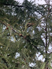 Taxodium mucronatum