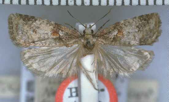 Proteodes melographa