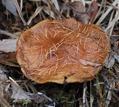Gymnopilus allantopus
