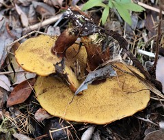 Gymnopilus allantopus
