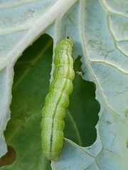 Ctenoplusia limbirena