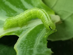 Ctenoplusia limbirena