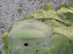 Ctenoplusia limbirena