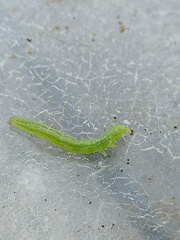 Ctenoplusia limbirena