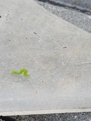 Ctenoplusia limbirena