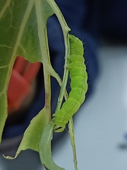 Ctenoplusia limbirena