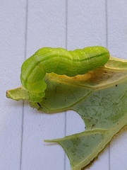 Ctenoplusia limbirena