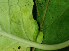 Ctenoplusia limbirena