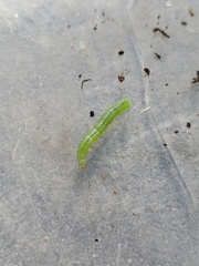 Ctenoplusia limbirena