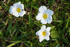 Nierembergia rivularis
