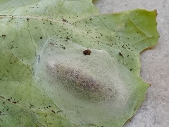 Ctenoplusia limbirena