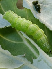 Ctenoplusia limbirena