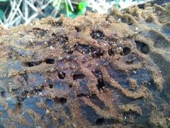 Chelaner antarcticus