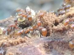 Chelaner antarcticus