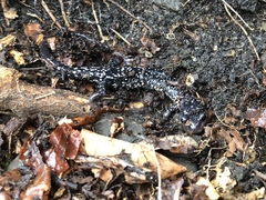 Plethodon glutinosus