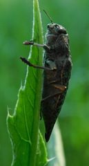 Dicerca aino