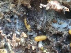 Austroponera castanea