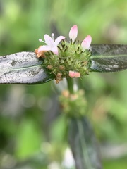 Spermacoce ocymoides