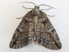 Carptima hydriomenata