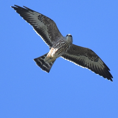 Mississippi Kite