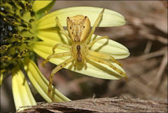 Sidymella longipes