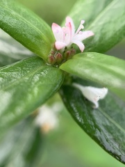 Spermacoce ocymoides