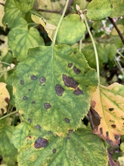 Cercospora hydrangeae