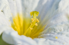 Nierembergia rivularis