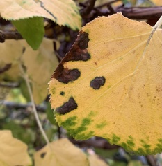 Cercospora hydrangeae