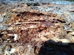 Chelaner antarcticus