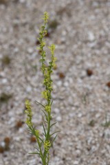 Stackhousia muricata