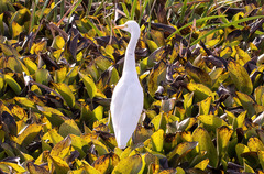 Bubulcus ibis image